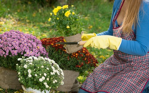 Seasonal hedge maintenance in Marylebone