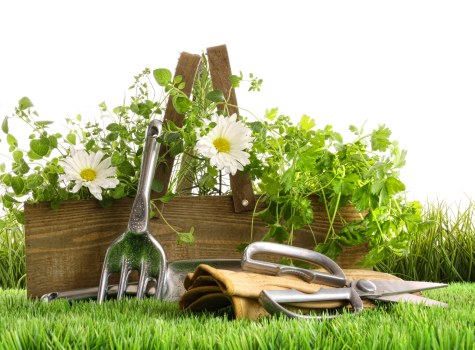 Professional gardener pruning plants in a Marylebone backyard